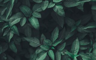 Herbal Medicine Supplier