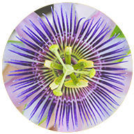 Herbal based remedy for sleep